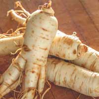 Ginseng root