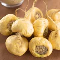 Maca root